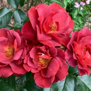 Meet your Posher, Barbara